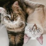 A fluffy tabby and a white cat with blue eyes laying comfortably on a light surface.