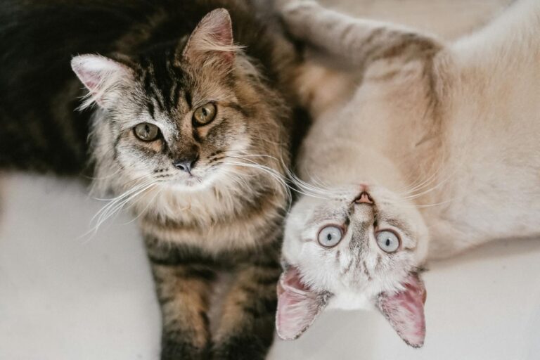 A fluffy tabby and a white cat with blue eyes laying comfortably on a light surface.