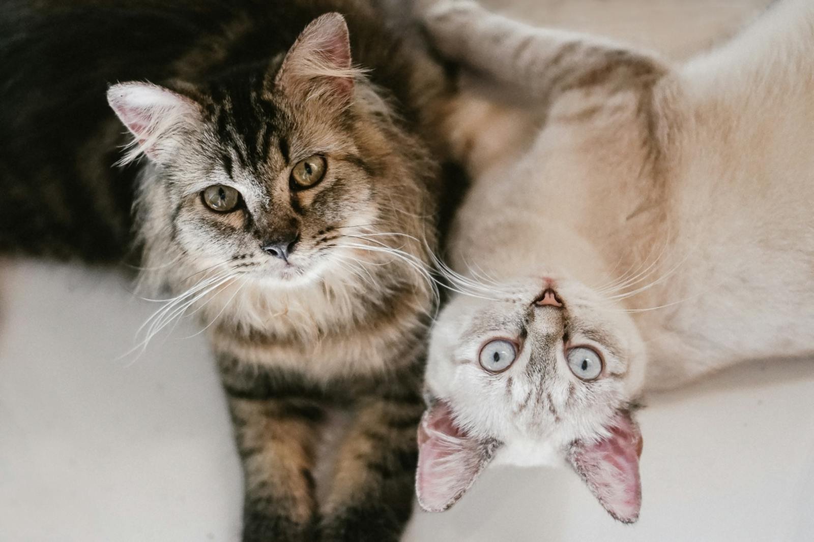 A fluffy tabby and a white cat with blue eyes laying comfortably on a light surface.