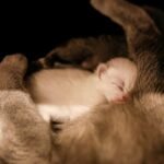 A peaceful newborn kitten snuggled up with its mother, showcasing tender animal companionship.