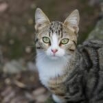 A close-up of a tabby cat looking up with bright eyes, captured outdoors.