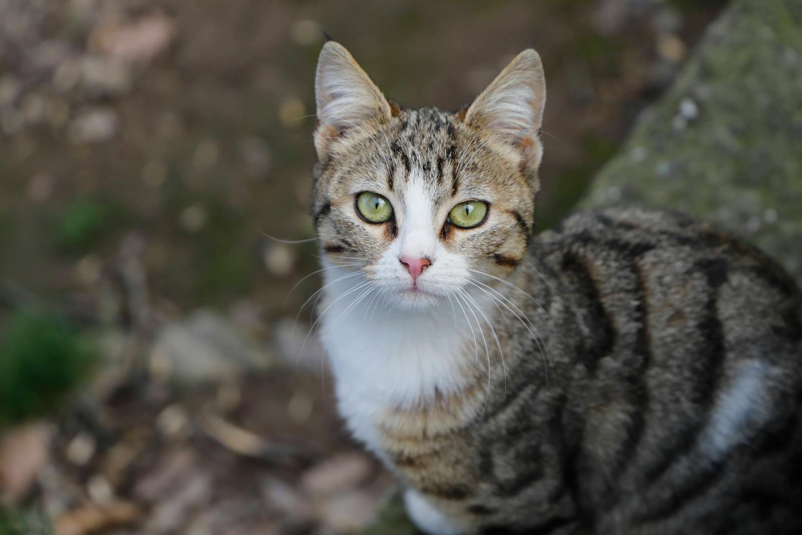 A close-up of a tabby cat looking up with bright eyes, captured outdoors.