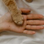 A close-up of a human hand and a cat's paw together on a soft surface.
