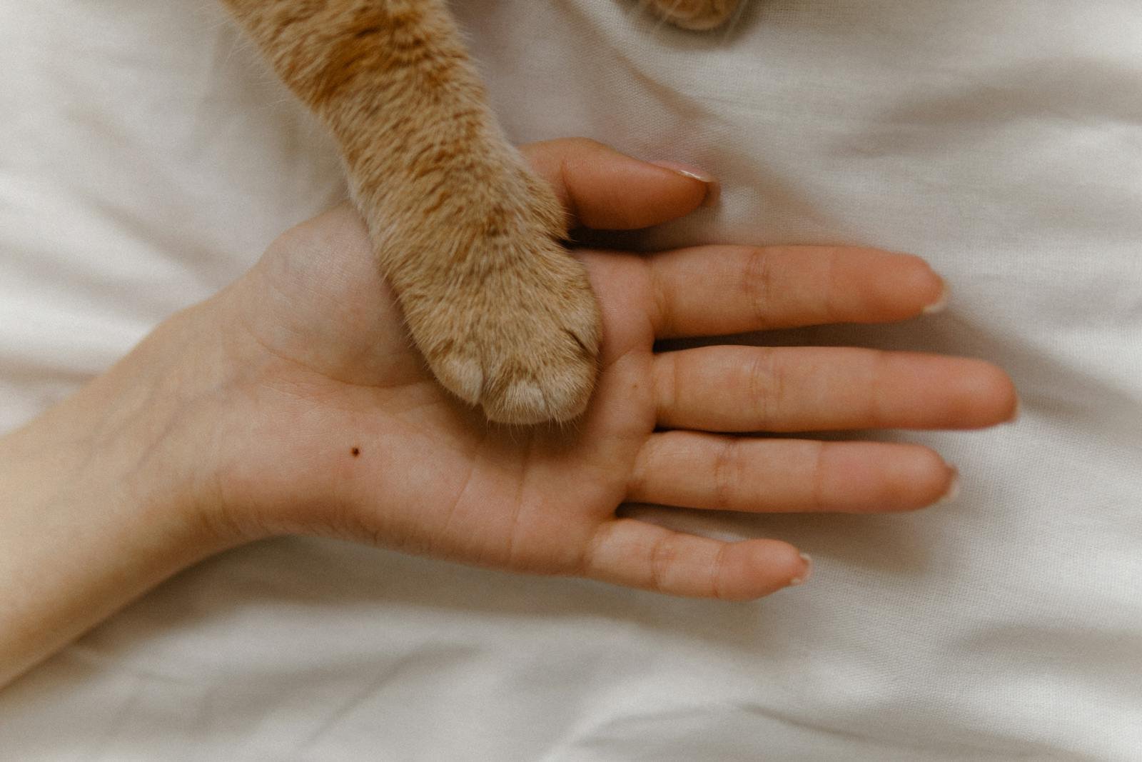 A close-up of a human hand and a cat's paw together on a soft surface.
