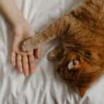 A cozy scene of a ginger cat reaching its paw to a human hand on a bed.