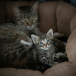 Cute tabby cat and kitten cuddling in a pet bed, conveying warmth and affection.