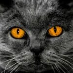 Close-up portrait of a British Shorthair cat with intense yellow eyes and gray fur.