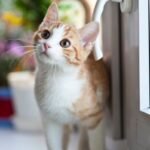 Adorable tabby kitten with orange fur curiously looking outside through the window.
