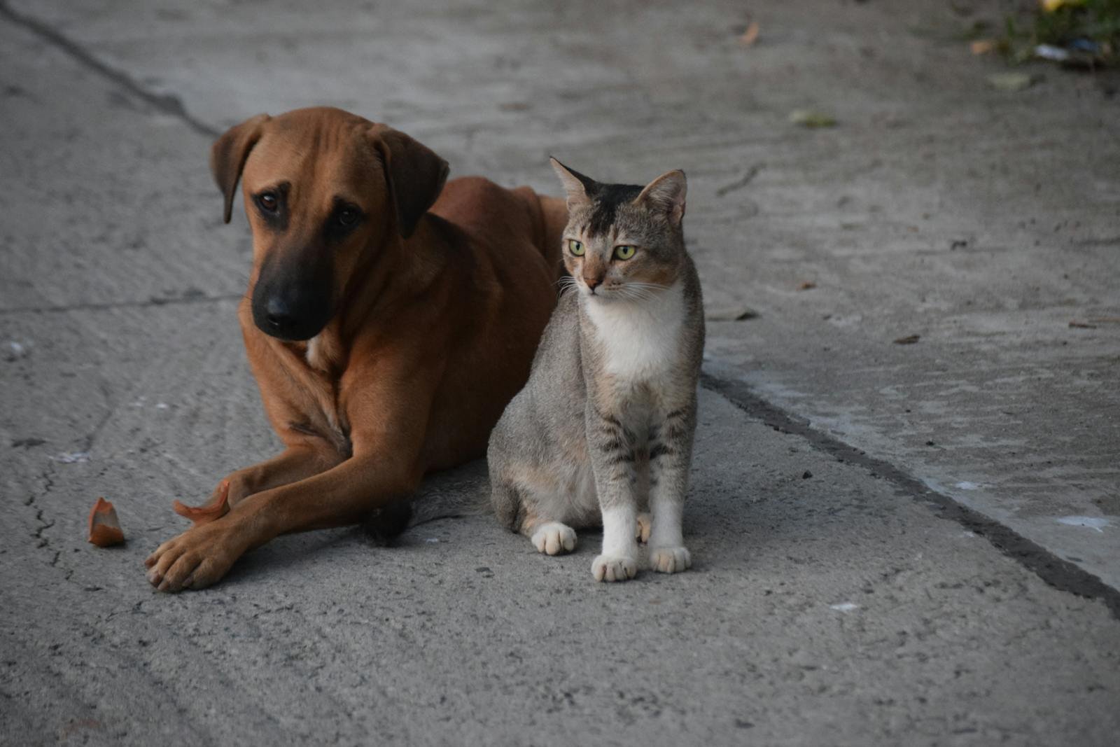 A dog and a cat sitting together on a concrete street in Kolkata. Perfect harmony in an urban setting.