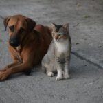 A dog and a cat sitting together on a concrete street in Kolkata. Perfect harmony in an urban setting.