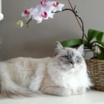 Adorable grey and white Ragdoll cat with blue eyes beside a blooming orchid indoors.