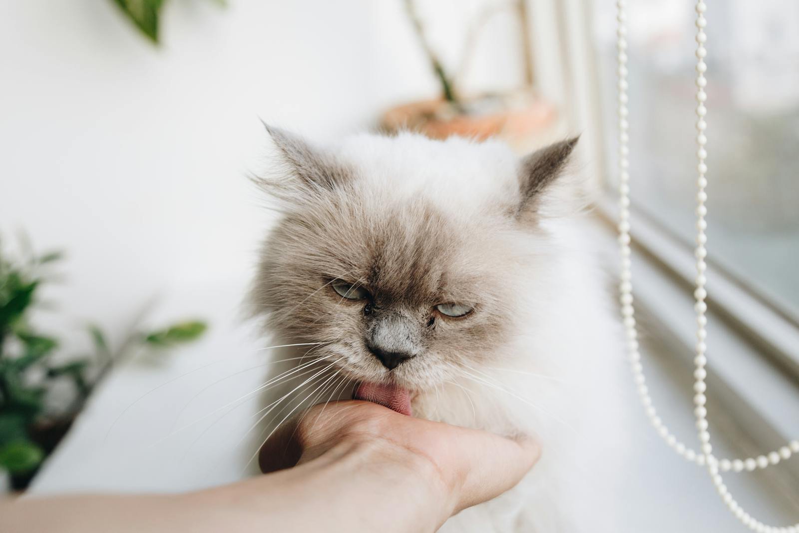 A domestic fluffy cat being petted by a hand near a window indoors.