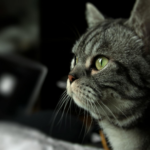 A close-up portrait of a tabby cat with green eyes, focused and curious.
