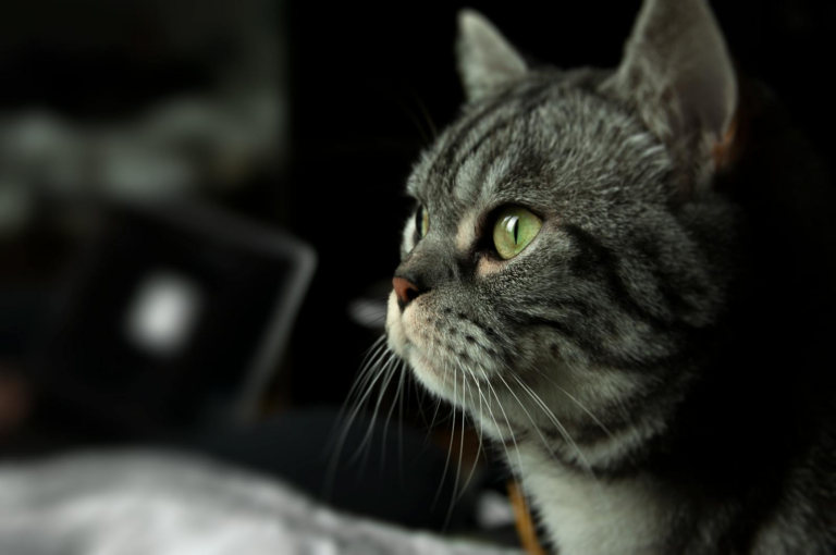 A close-up portrait of a tabby cat with green eyes, focused and curious.