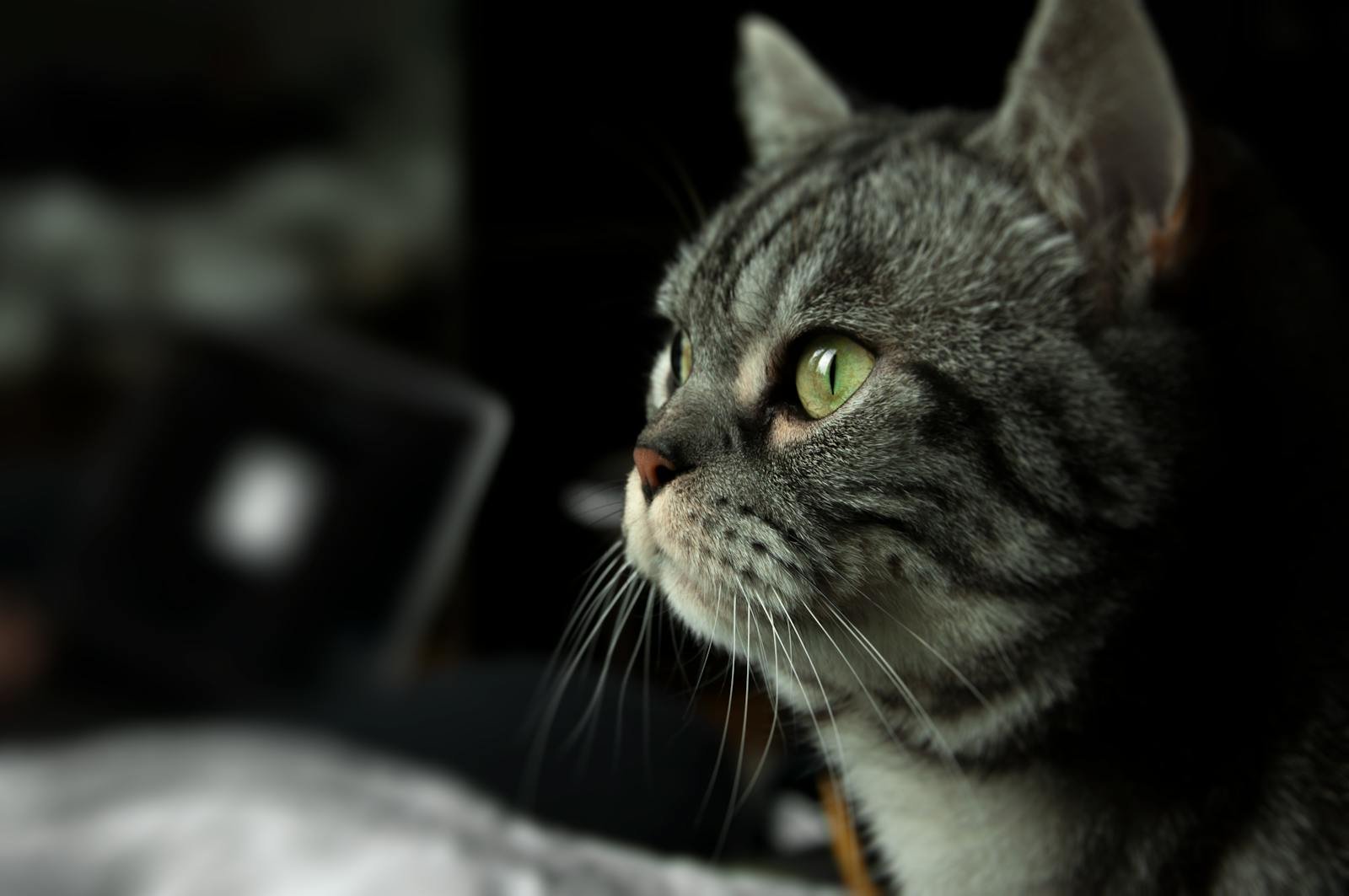 A close-up portrait of a tabby cat with green eyes, focused and curious.