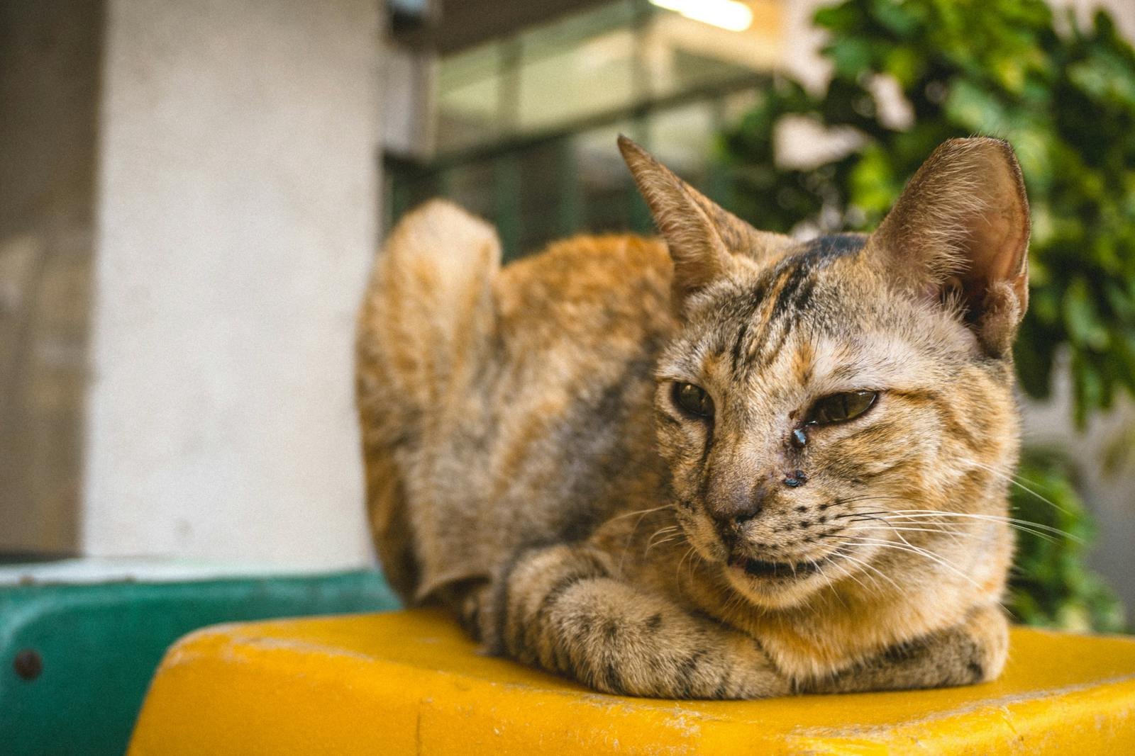 A close-up of a relaxed tabby cat lying on a yellow surface outdoors.