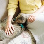 A woman gently pats a relaxed tabby cat indoors, creating a warm and cozy atmosphere.