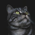 An adorable grey tabby cat with striking green eyes and detailed fur close-up.