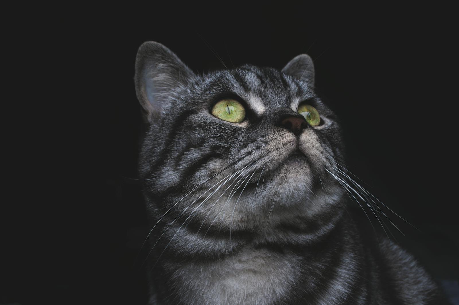 An adorable grey tabby cat with striking green eyes and detailed fur close-up.