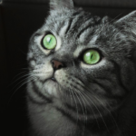 Close-up of a grey and white cat with striking green eyes on a dark background.