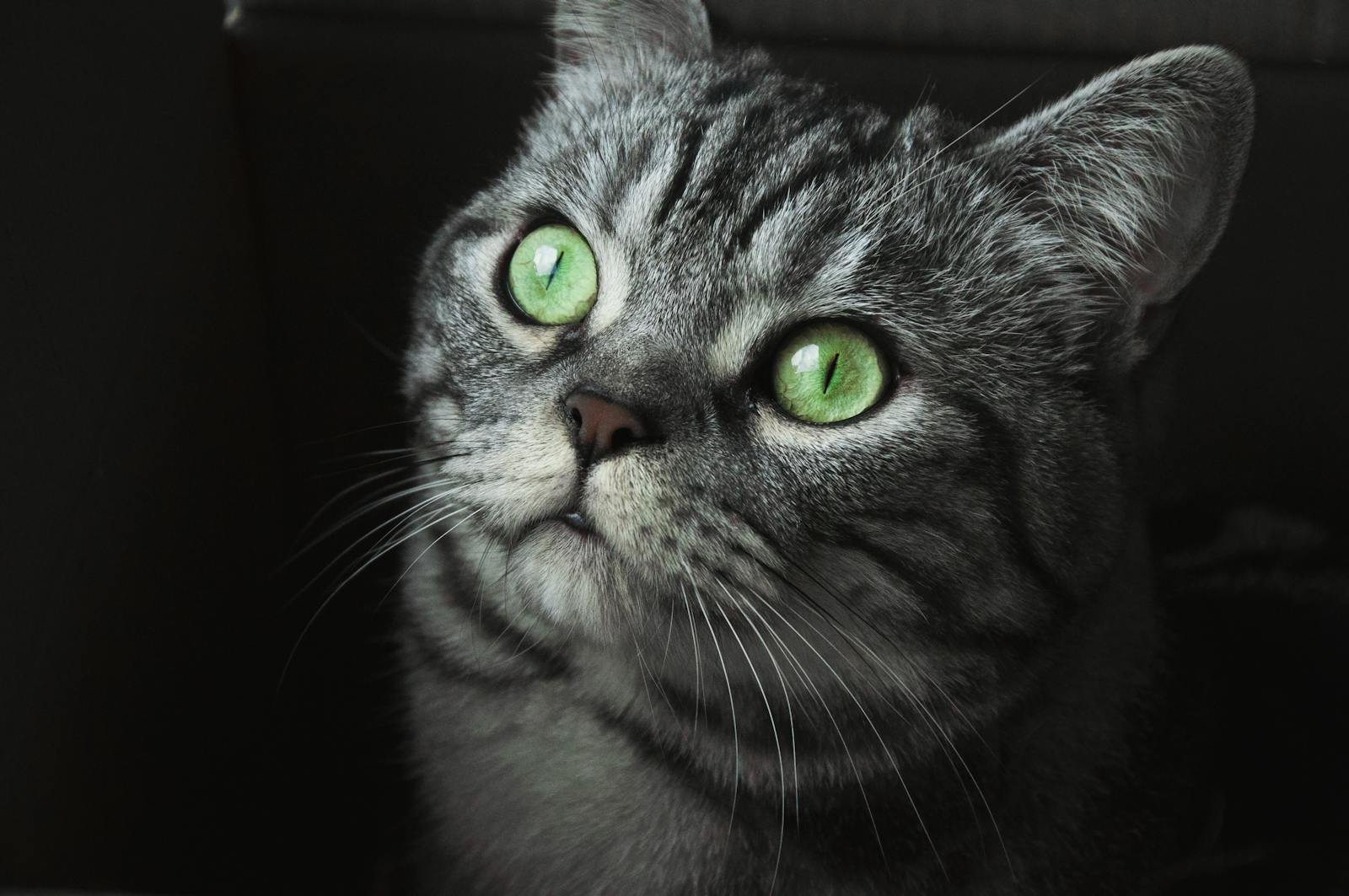 Close-up of a grey and white cat with striking green eyes on a dark background.