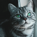 Adorable gray tabby cat with striking green eyes, sitting near a window.