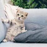 Cute Scottish Fold kitten sitting on a comfy sofa indoors, adding charm to any living space.