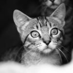 A striking black and white close-up portrait of a curious tabby kitten with prominent whiskers.