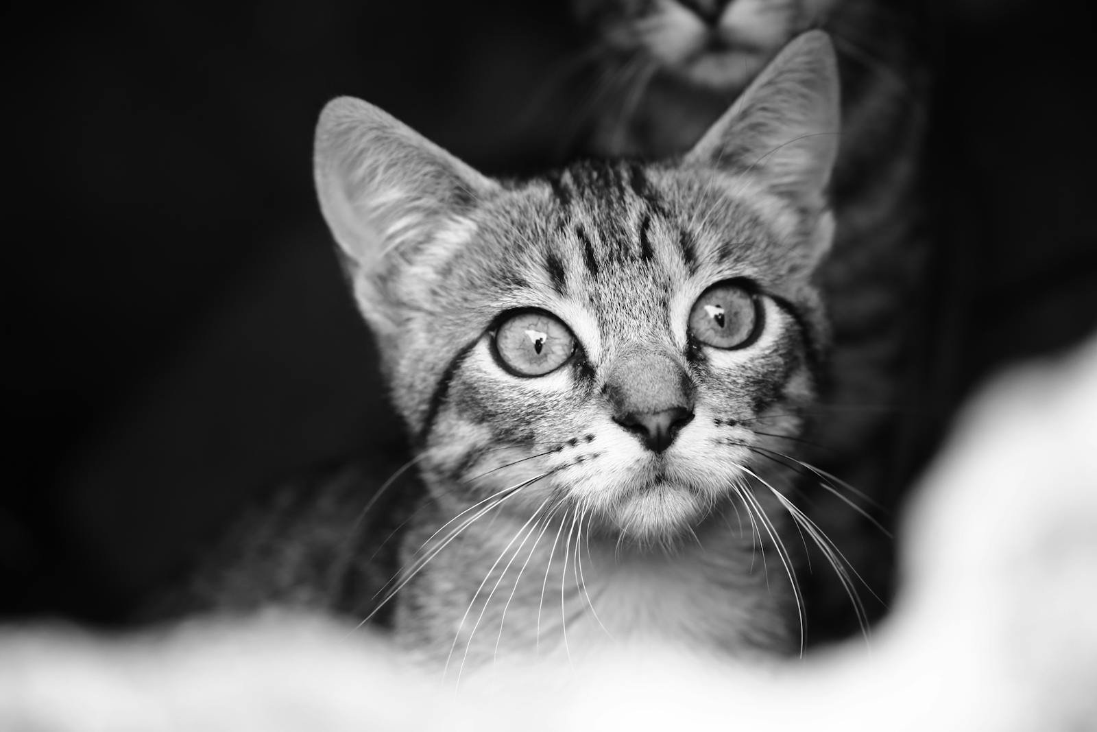 A striking black and white close-up portrait of a curious tabby kitten with prominent whiskers.