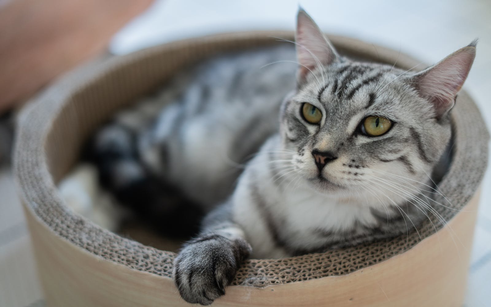 Adorable grey and white cat relaxing in a round cardboard bed. Perfect for pet lovers.