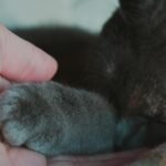 Close-up of a kitten's paw in hand, capturing a moment of tenderness and warmth.