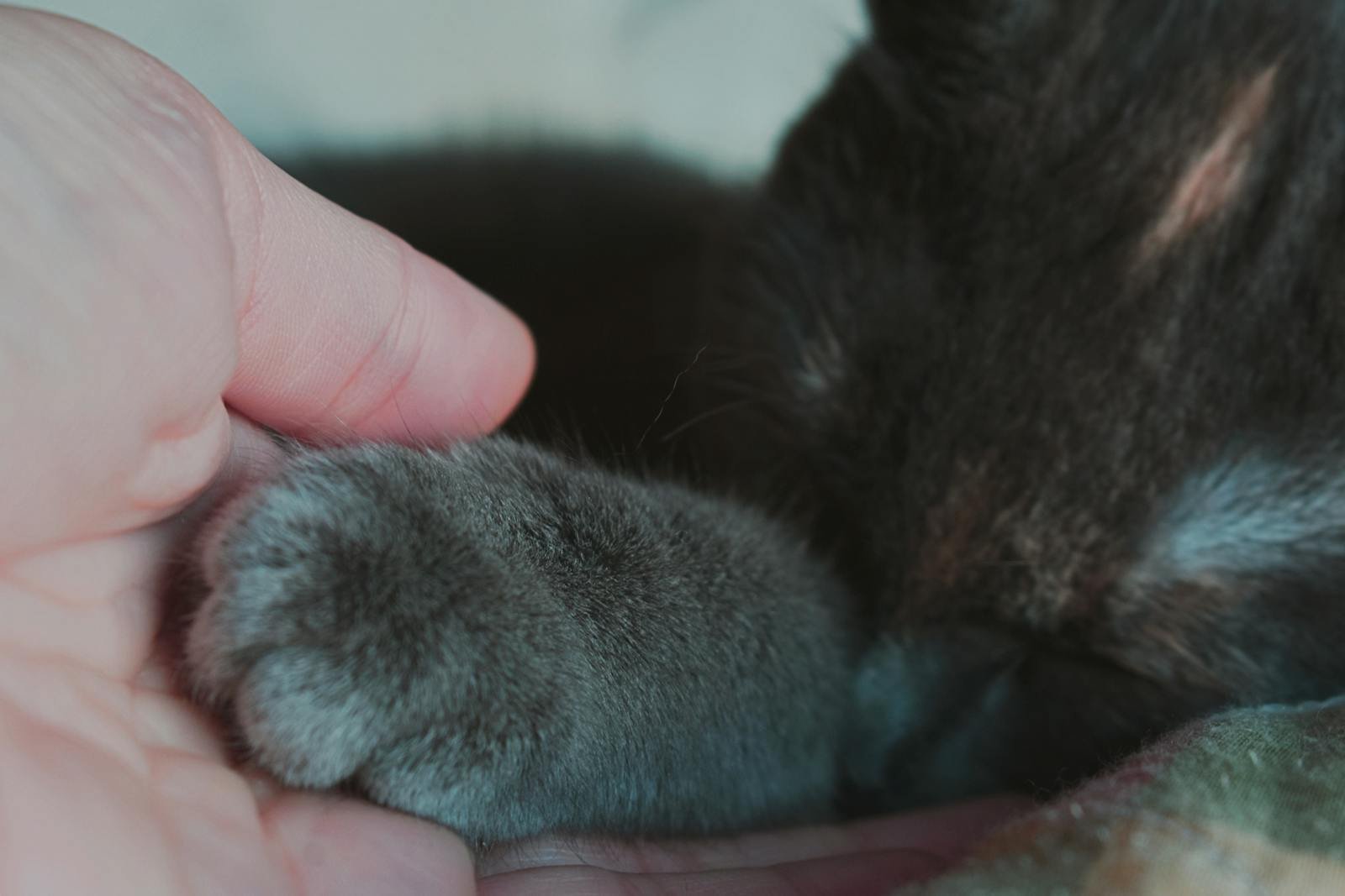 Close-up of a kitten's paw in hand, capturing a moment of tenderness and warmth.