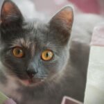 A detailed close-up of a domestic cat with vibrant orange eyes looking attentively.