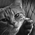 Black and white close-up of a tabby cat's face leaning on a chain link fence.