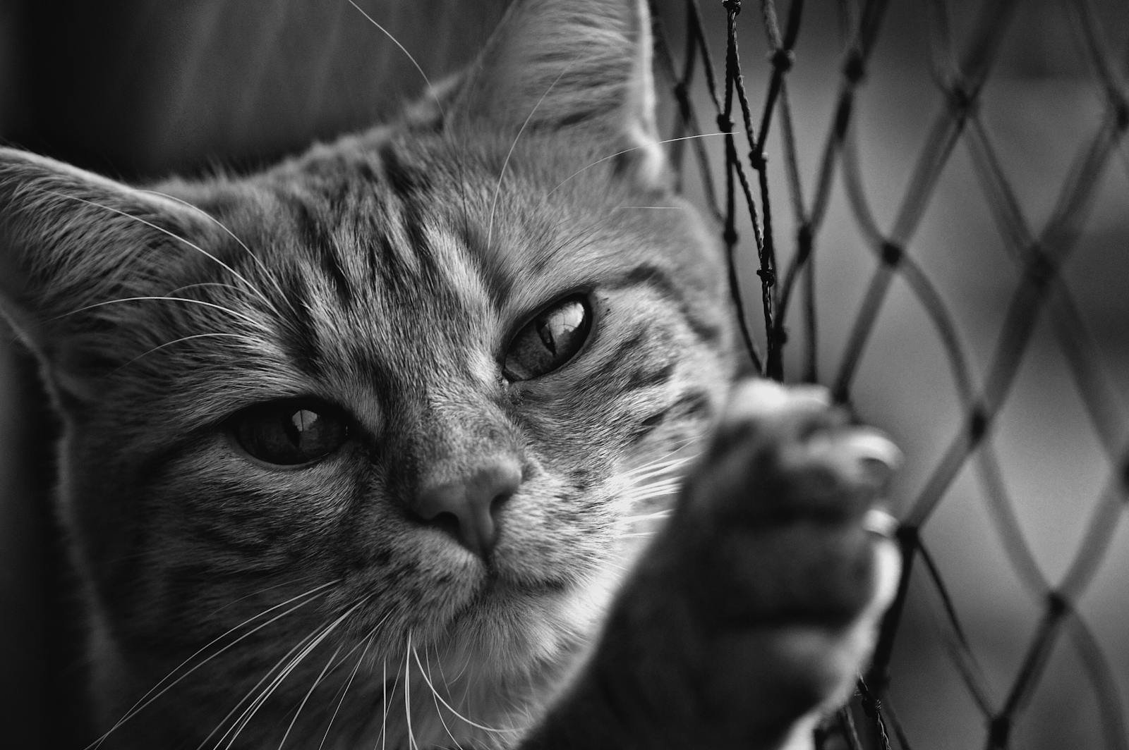 Black and white close-up of a tabby cat's face leaning on a chain link fence.