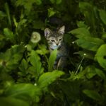 A small tabby kitten curiously exploring vibrant green foliage in a garden setting.