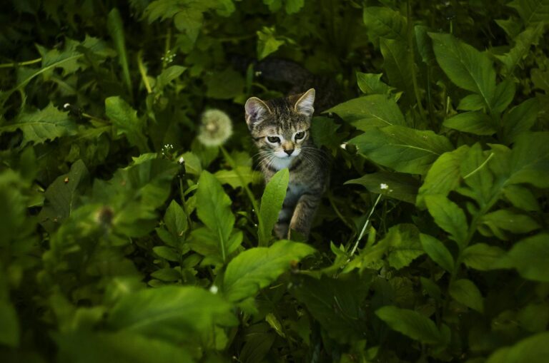 A small tabby kitten curiously exploring vibrant green foliage in a garden setting.