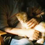 Man cradles ginger kitten in gentle sunlight, creating a cozy moment.
