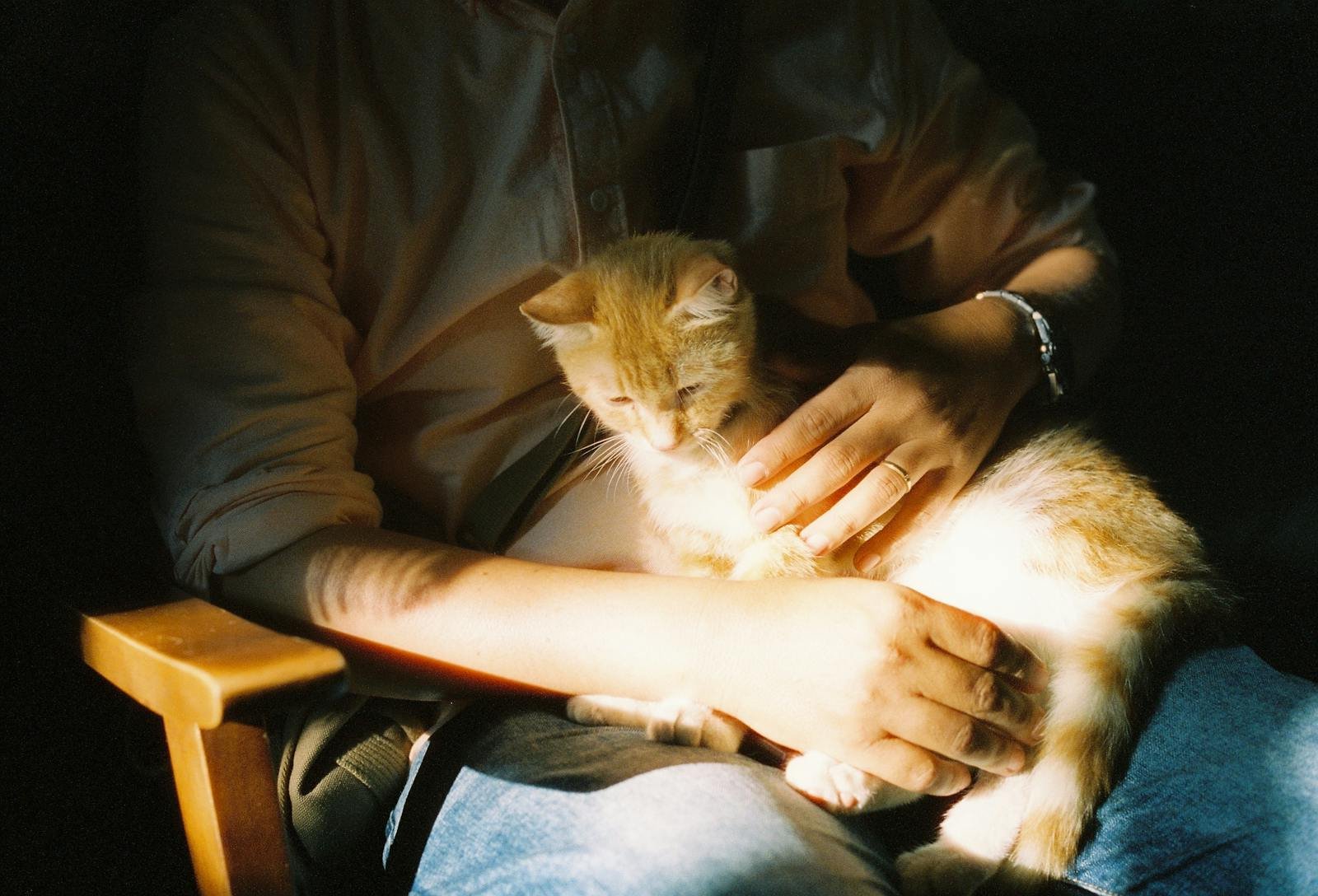 Man cradles ginger kitten in gentle sunlight, creating a cozy moment.