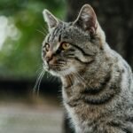 Close-up of a tabby cat outdoors, showcasing its vibrant fur and alert demeanor.