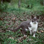 A cute grey and white cat stands among autumn leaves in a garden setting.