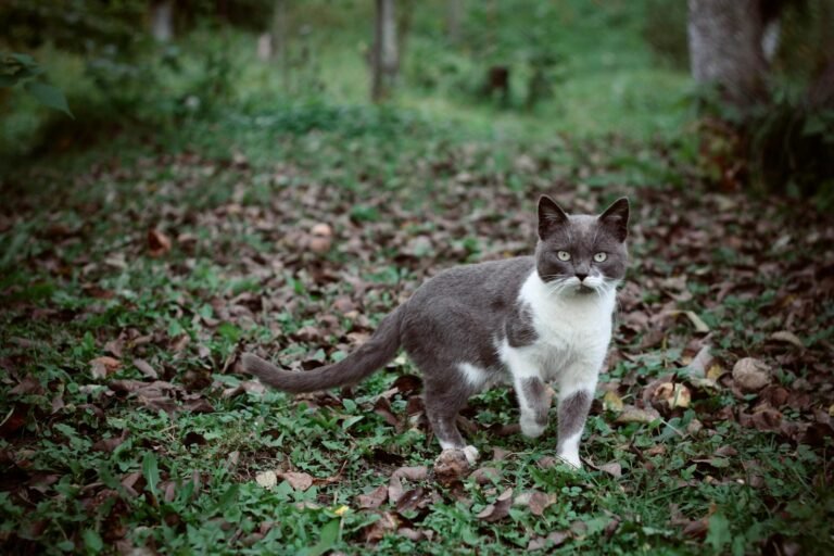 A cute grey and white cat stands among autumn leaves in a garden setting.