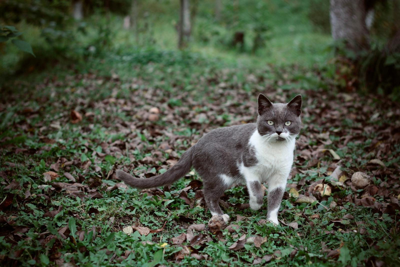A cute grey and white cat stands among autumn leaves in a garden setting.