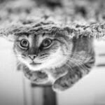 Adorable tabby kitten looking upside down, creating a playful and intriguing portrait.