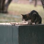 A cute tabby cat enjoys a meal outdoors on a metal surface in Bornova, İzmir, Türkiye.