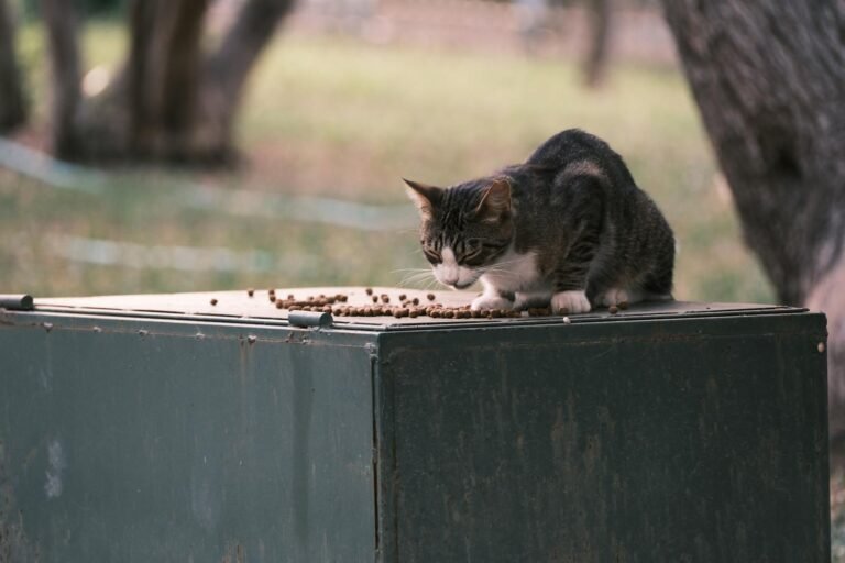 A cute tabby cat enjoys a meal outdoors on a metal surface in Bornova, İzmir, Türkiye.