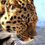 Detailed close-up of a leopard showcasing its fierce gaze and beautiful spotted fur in a natural setting.