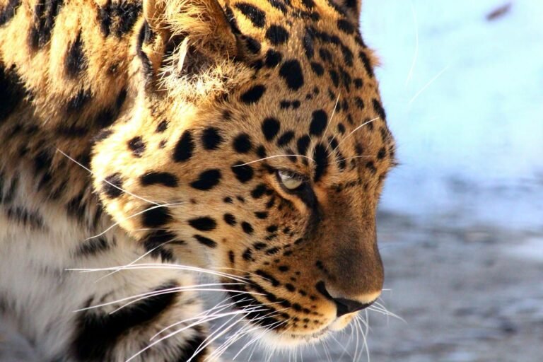 Detailed close-up of a leopard showcasing its fierce gaze and beautiful spotted fur in a natural setting.