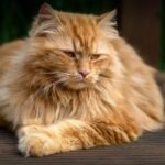 A fluffy ginger cat lying outdoors on a wooden deck, exuding regal tranquility.