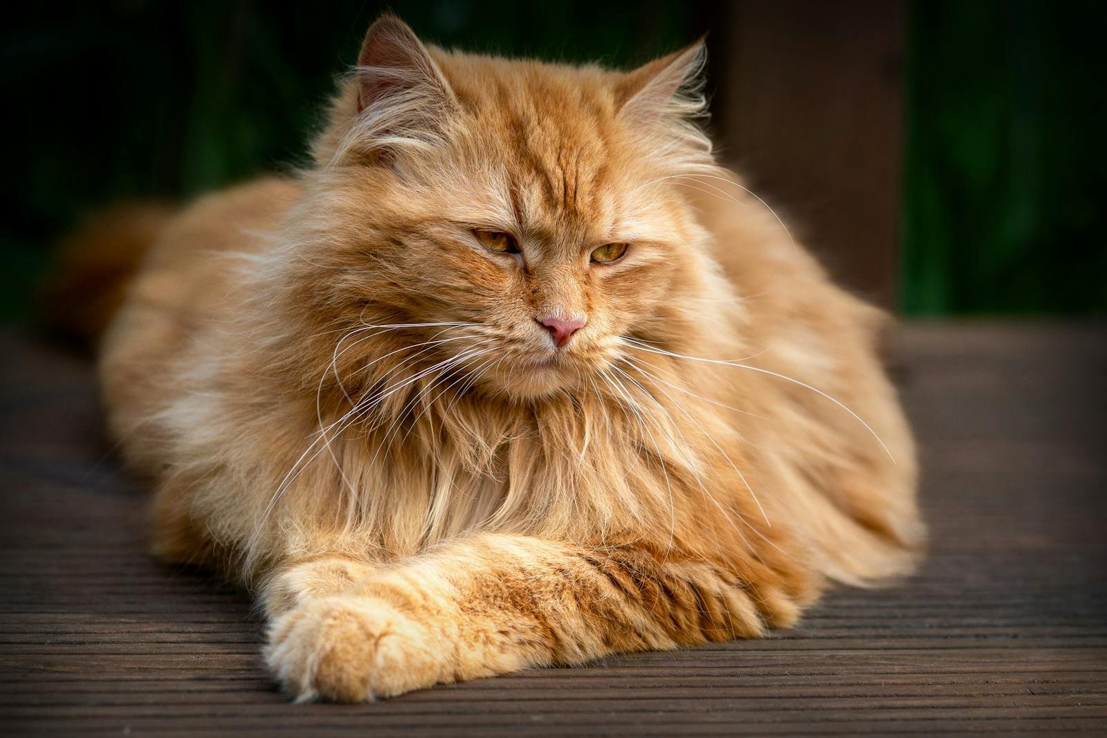 A fluffy ginger cat lying outdoors on a wooden deck, exuding regal tranquility.